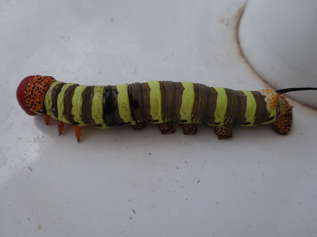 Bat moth caterpillar