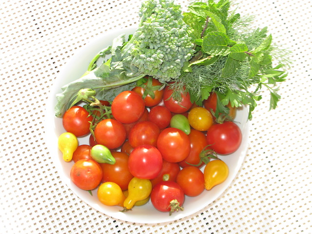 locally grown tomatoes Eleuthera