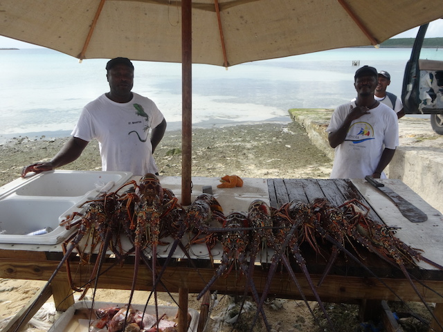 Fresh lobster tails on the dock in Governors Harbour