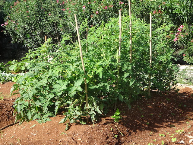 Tomato plants coming on in the vegetable garden