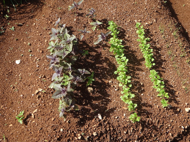 Purple basil and cilantro ...