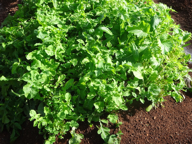 Lots of lovely salad greens and arugula at Governors Estate