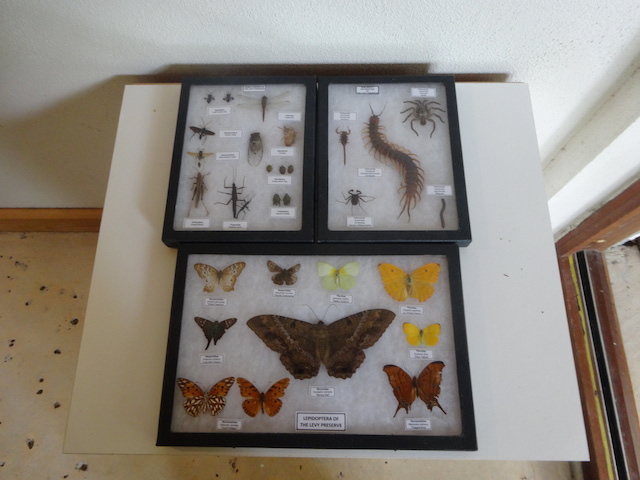 Butterflies and insects found on the preserve site