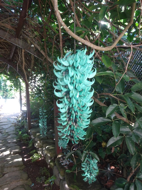 Have you ever seen this jade vine ? - looks like it has been dyed this color ......