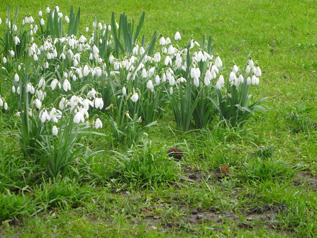 Snowdrops showing how hardy they are in the winter cold