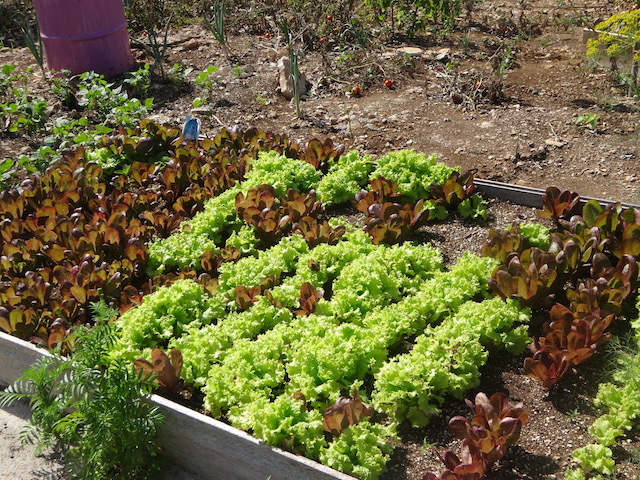 Salad greens growing at the Eleuthera Community Farms site at the cancer Society Wellness Centre