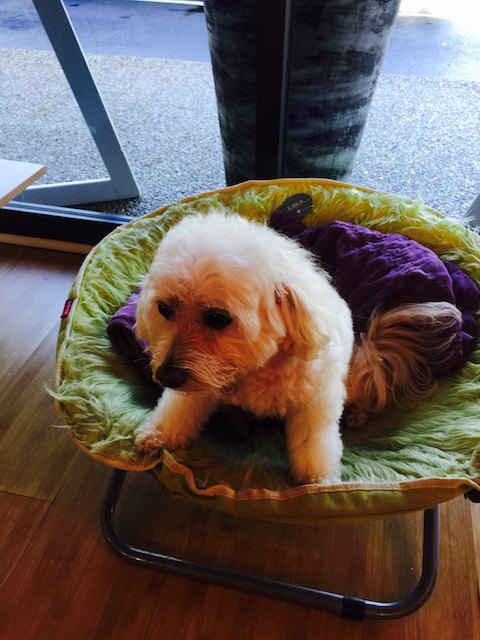 Lola - the lovely Frame Studio dog.