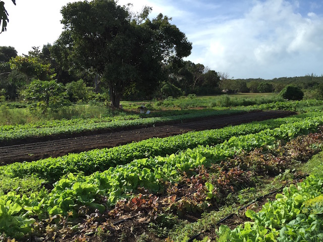 Rows and rows of goodness !