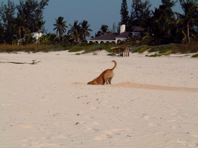 Digging for crabs !