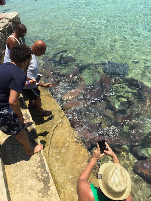 Feeding the nurse sharks at Staniel Cay