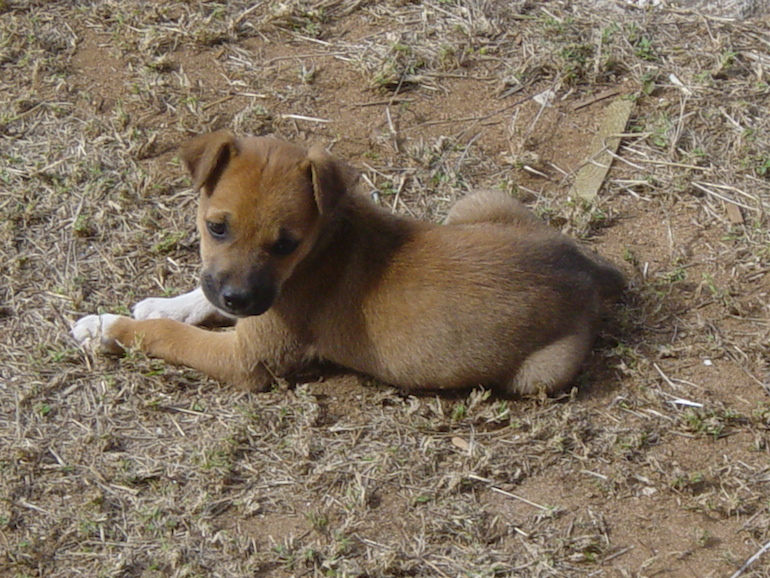 Joe Louis when we first got him ! 