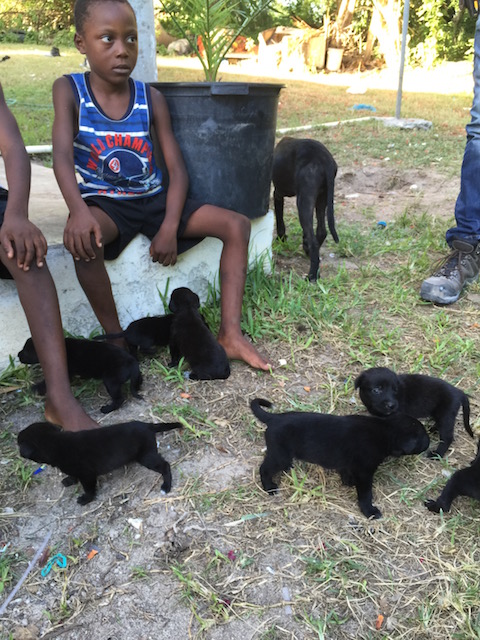 Good to see the puppies being played with and handled at a young age