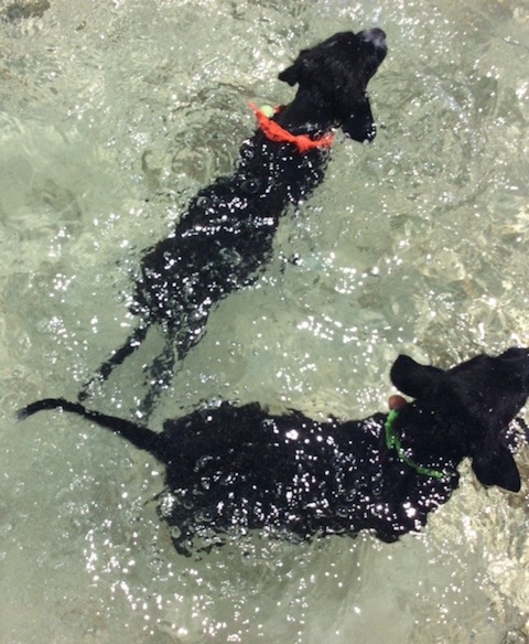 The obligatory puppy shot - Rudge and Rufus go swimming at Cocodimama....