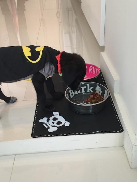 Judge showing off his new food bowls, mat and hmmm yes - a BATMAN outfit ? How could you do it to him Bob Colman ???
