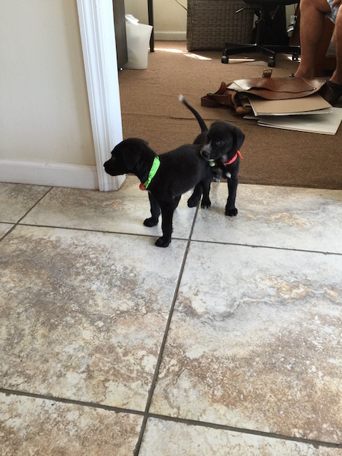 Rudge with his litter brother Rufus