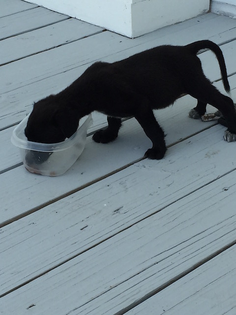 Keeping up the family tradition .... clearing the bowl at every meal....