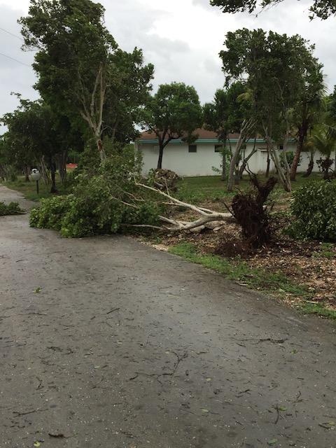 A few trees uprooted - that's all....