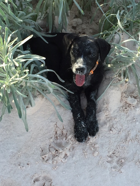 Hard time at the beach - resting in the sea lavender !