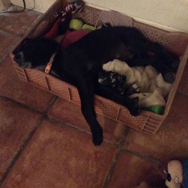 Rudge passed out in the toy box - just too much fun.....