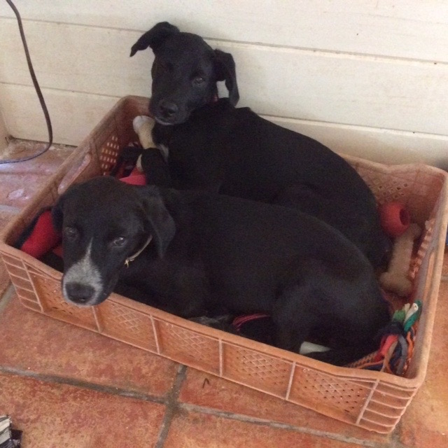 Rudge and Rufus together in the toy box