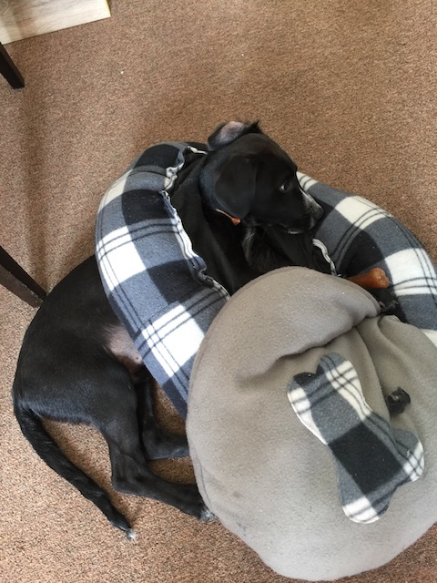 Sorry folks - you know I am going through a bit of a puppy crush phase and so here is Rudge actually wearing his office bed as a necklace - he checked out the base of it !