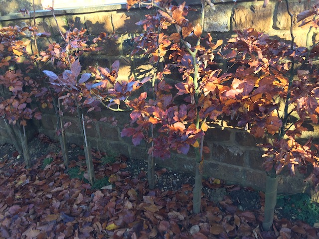 Glorious copper beech hedging where I was staying.....