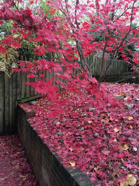 The beautiful Japanese maple in Jane's garden at the Notting Hill flat where I stay 