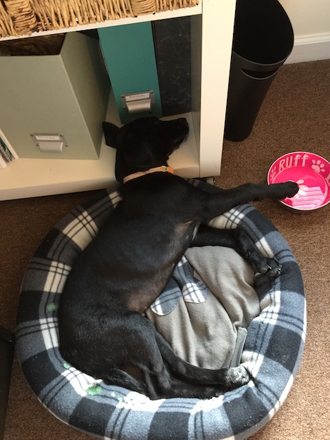 Obligatory picture of Rudge for this week. He has outgrown his office puppy bed and so now has to rest his head on the bottom shelf - overspill !