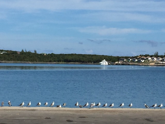 Grabbed this quick shot as I was going into the Customs office on the Cay - couldn't have posed !