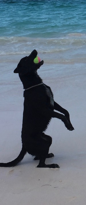 My brilliant dog catching a ball - you have no idea what a miracle this is - his ball coordination is as bad as mine - well nearly ! 