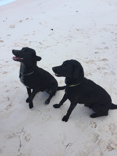 Rudge and Rufus - what a lovely pair of boys they are !