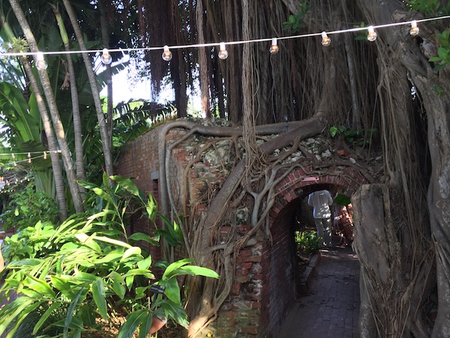 An amazing banyan tree at the reception venue