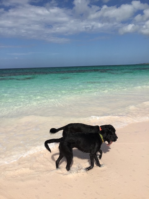 This should be a picture of the amazing electric storm we had - but I don't have one so here is another picture of Rudge and Rufus ! 