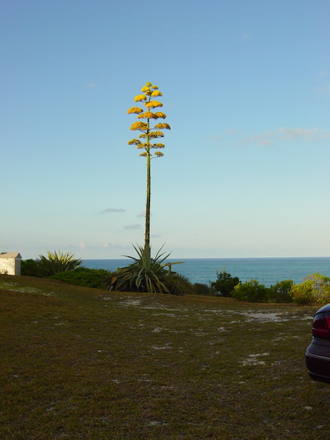 You may have wondered what the significance of the flowering century plants was - well when we were at La Bougainvillea eating pizza there was a beautiful one right there and it reminded me of the pictures I had taken on a visit in May 2004 ! Here they are ......