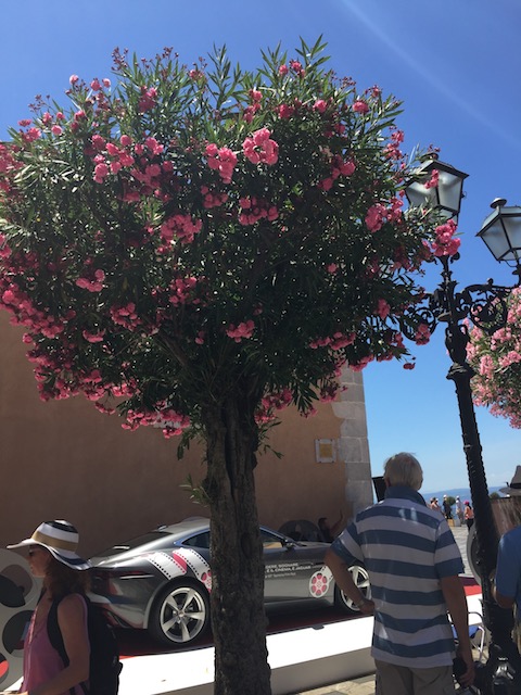 I love how they train the oleander into a tree rather than the bush we see here. Might have to try this ....