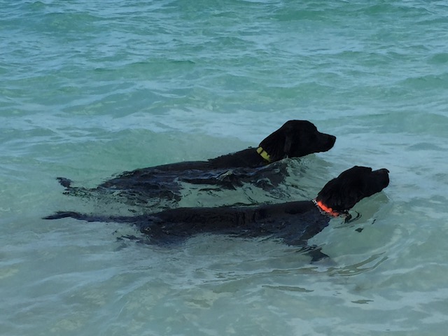 Rudge and Rufus keeping cool !