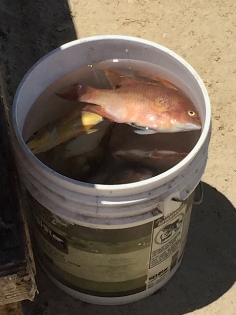 The snapper does not get fresher than this !