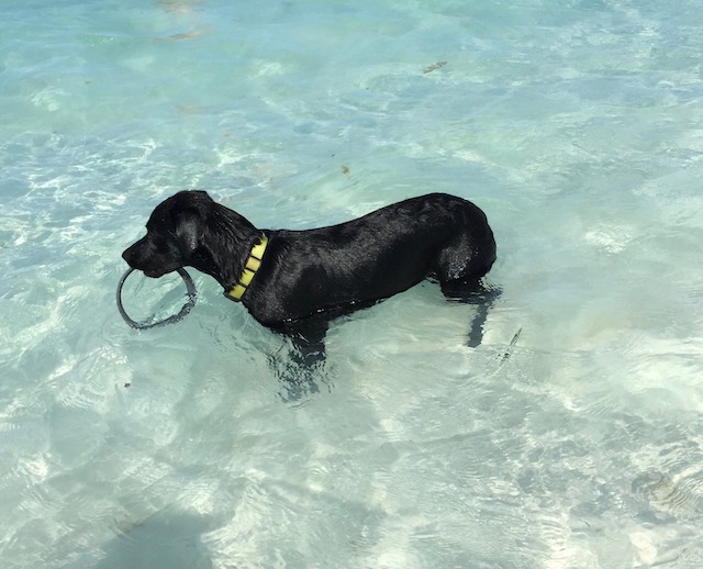 Rufus with some washed up play treasure .....