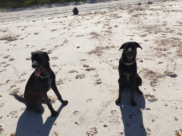 Good boys at the beach !