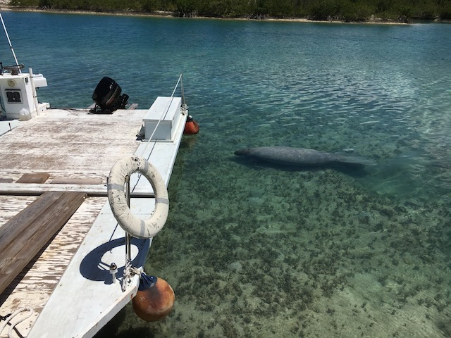 A manatee basking in the shallow water