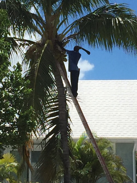 Sonny cutting the coconuts down and trimming the leaves back......