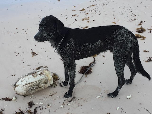 Rudge playing with a new beach find...... He doesn't care about hurricanes.....