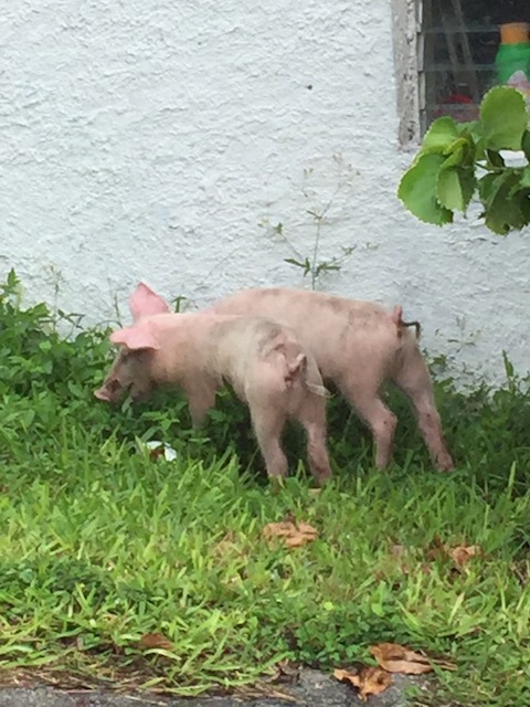 I know this picture seems totally unrelated but as I was driving Mum home through Palmetto Point we spotted these 2 lovely little piglets ! It was such a random sight here and it bought a smile to our faces so I decided to include it because it was part of the day !