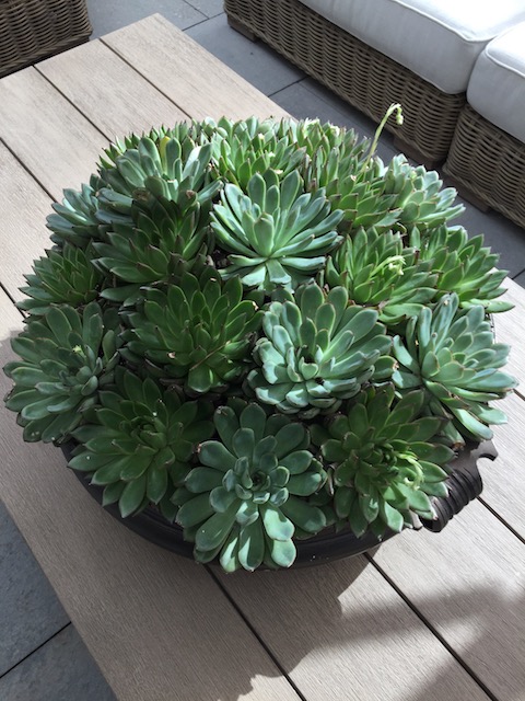 I loved this bowl of sedums that was on the table in the roof garden at Restoration Hardware.....
