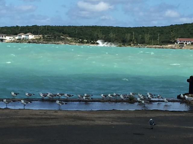 Love this picture of the seagulls all lined up facing into the wind .....