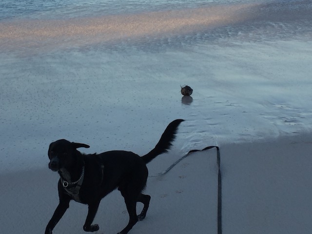 Romping around in the water. he is on a 30ft training leash so he is kept under some level of control !!