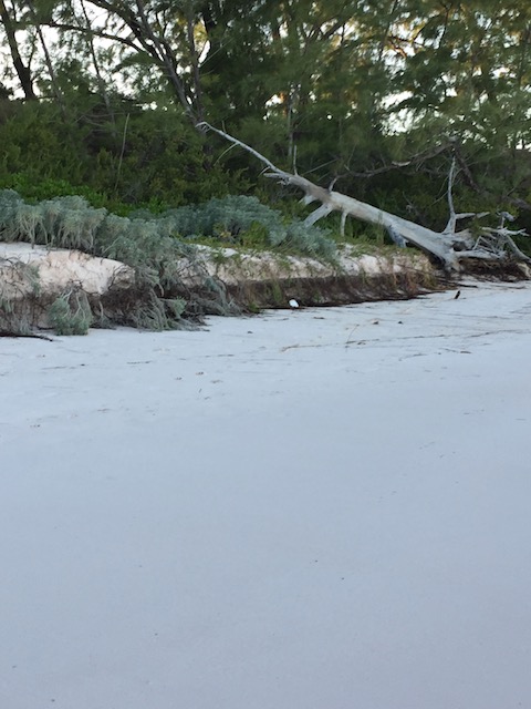 The highest tide at French Leave Beach north end....