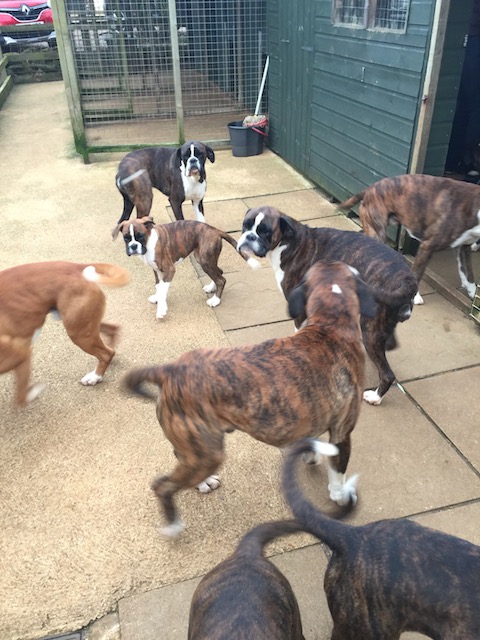 Some of the twelve dogs at Tony and Mitch's.....