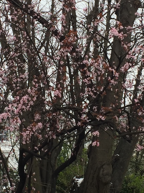 and blossom on the trees.