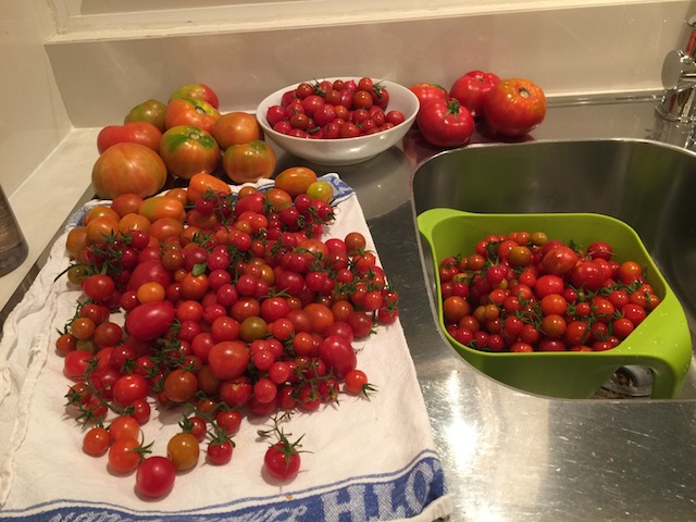 Fabulous bounty of tomatoes 